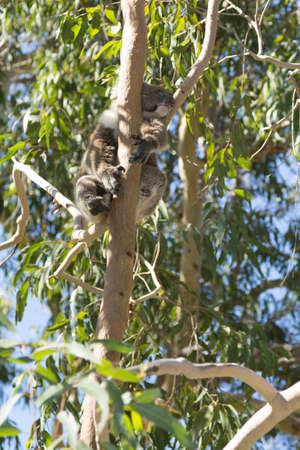 koala on the branch of a tree resting. Perth, Western Australia, Australia.の写真素材