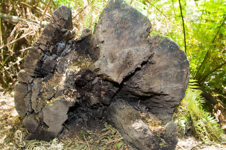 trunk of cut tree in the forest Australiaの写真素材