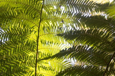 Beautiful Ferns in the forest and sunshine Australiaの写真素材
