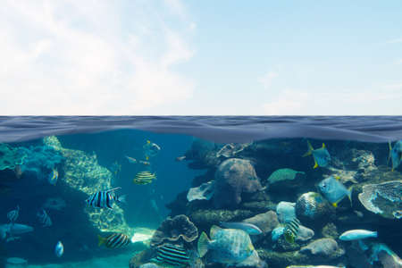 Compositing divided of the sea with beautiful fish and the surface where the sky is shown.の写真素材