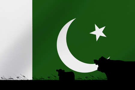 Consumption and production of cattle in countries with the flag of  Pakistan.の写真素材
