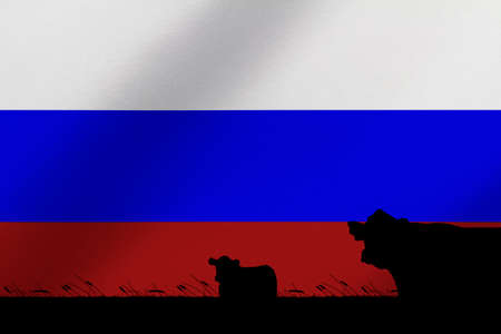 Consumption and production of cattle in countries with the flag of  Russia.の写真素材