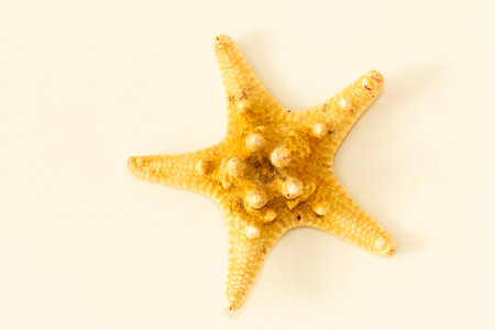 SPECTACULAR STARFISH ON A WHITE BACKGROUND WITH NEGATIVE SPACE.の写真素材