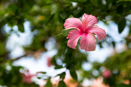 Pink flower blossoms on the treeの写真素材