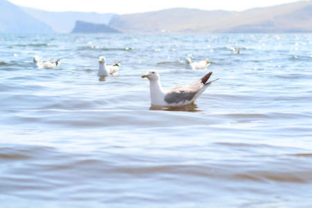 SeagullS on the Olkhon Island, Baikal Lake, Russian Federationの写真素材