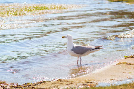 Lake Baikal. One seagull on the coast.の写真素材