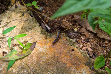 Centipede crawling in the park on a stone
