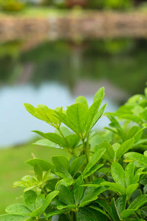 Fresh plants with dew drops close upの写真素材