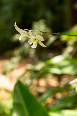 White flower in tropical Asiaの写真素材