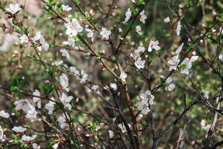 Cherry blossom branch in an urban garden in early springの写真素材