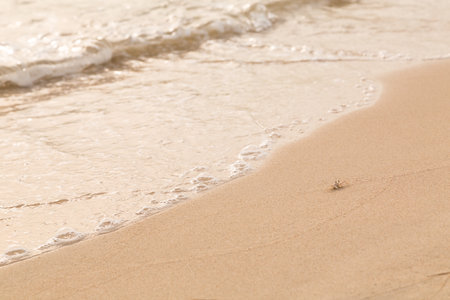 crab beach seaの写真素材