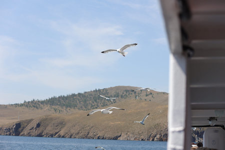Baikal seagull flies near the ferry Olkhonの写真素材