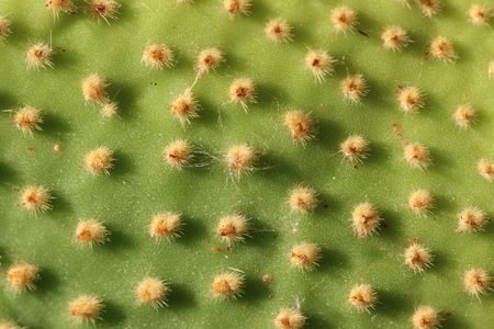 Cactus / Cactaceae - Surface (Opuntia / Opuntia)の写真素材
