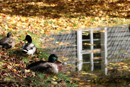 Ducks (Anatidae) at the pond with autumn leaves and reflection in the waterの写真素材