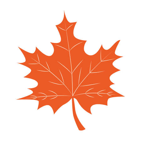Orange Autumn Maple Leaf vector on whiteのイラスト素材