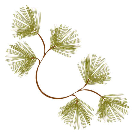 Pine tree branch on a white backgroundのイラスト素材
