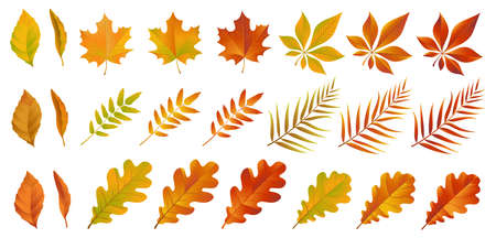 Set of colorful autumn leaves. Yellow and red dry foliage isolated on white background. Vector eps 10.のイラスト素材