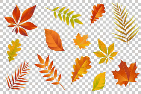 Autumn falling leaves isolated on transparent background. Vector illustration.のイラスト素材