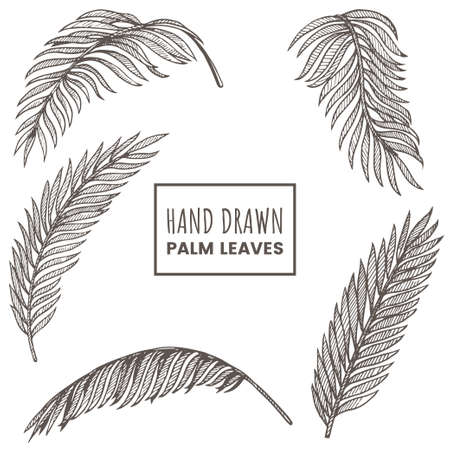 Hand drawn palm leaves set. Tropical palm branch sketch isolated on white background. Exotic jungle flora. Decorative element for your design. Vector illustration.のイラスト素材