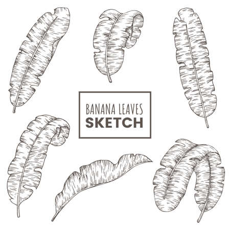 Hand drawn banana leaves set. Tropical palm branch sketch isolated on white background. Exotic jungle flora. Decorative element for your design. Vector illustration.のイラスト素材