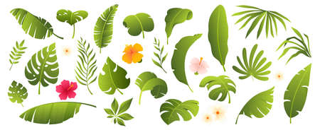 Tropical leaves collection. Tropical plants and flowers isolated on white. Elements for your design. Vector illustration.のイラスト素材