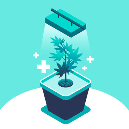Growing medical marijuana. Hemp bush in a pot under a lamp isometric illustration. Legal cannabis for medicine. Hydroponic cultivation of a plant. Vector eps 10のイラスト素材