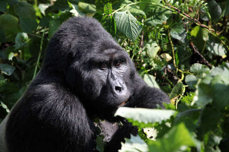 Mountain Silverback Gorilla