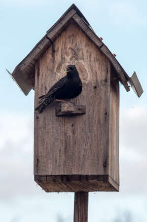 Birdhouse with its inhabitant starling open beakの写真素材