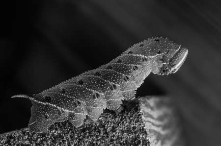 Smerinthus caecus caterpillar crawling on piece of wood bw close upの写真素材