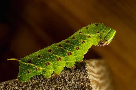 Smerinthus caecus caterpillar crawling on piece of wood close upの写真素材