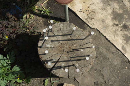 Nails driven into an old stump