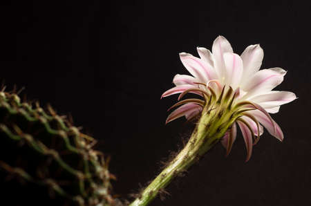 the Beautiful soft pink cactus flowerの写真素材