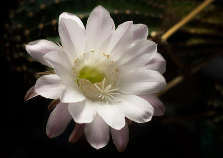 a stunning bright pink tender echinopsis spiky cactus flower, a natural wonderの写真素材