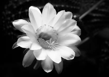 a stunning tender echinopsis spiky cactus flower , a natural wonder black & whiteの写真素材