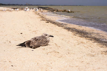 Larus schistisagus gull on the shore in the distance you can see the accumulation of gulls coastline and a dark skyの写真素材