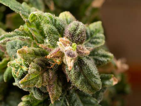 Blooming Marijuana plant with early white trichomes, cannabis hybrid leaves, marihuanaの写真素材