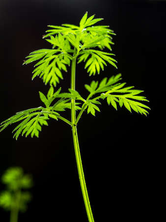 Vertical image. A growing leaf of fresh carrots with green leaves and dirt on a dark background....