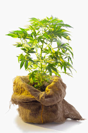 Bush hemp grows in a canvas bag isolate on a white background. Vertical.の写真素材