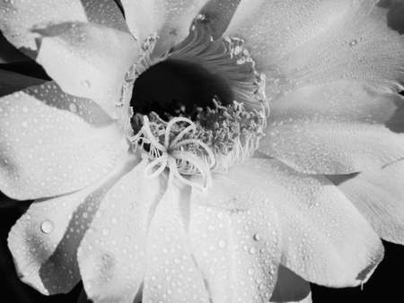 Part of a flower blooming cactus echinopsis obrepanda black and white. close upの写真素材