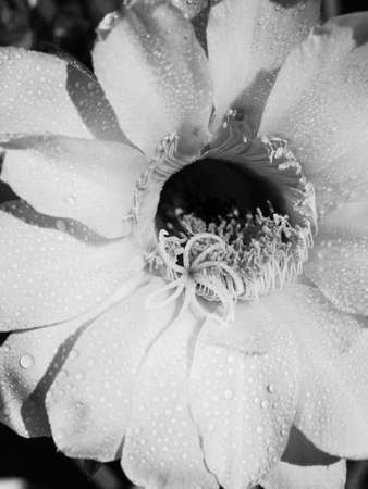 Part of a flower blooming cactus echinopsis obrepanda black and white. close upの写真素材