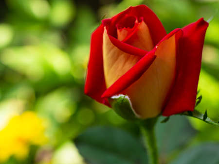 rose flower on a background of green leaves and a yellow flower in blur.の写真素材