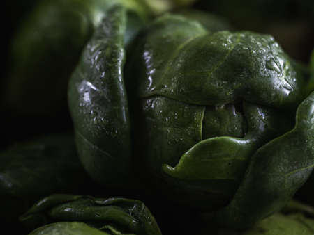 many small heads of brussels sprouts rosenkohl in drops of water close-up. Horizontal orientation. BRASSICA OLERACEA VAR. GEMMIFERAの写真素材