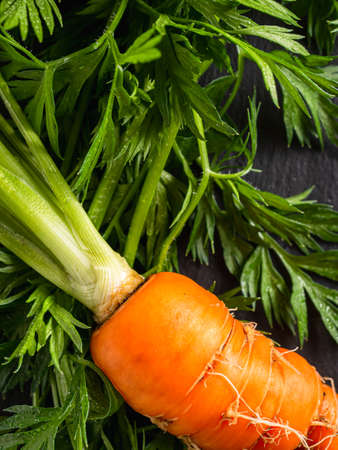 fresh raw ugly food carrots with twisted leaves lies on a natural slate. vertical.の写真素材