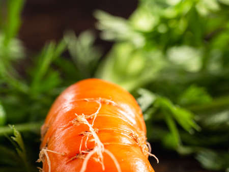 fresh raw ugly food carrots with curled leaves lies on an old rusty borehole