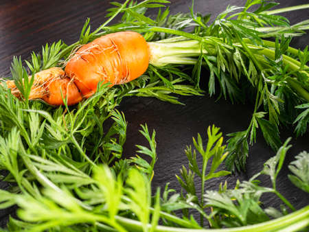 fresh raw ugly food carrots with twisted leaves lies on a natural slateの写真素材
