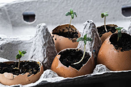 five small shoots of medical cannabis egg shell growth