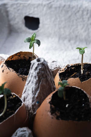 four small shoots of medical cannabis sprout from an egg in a package. horizontal orintation.の写真素材