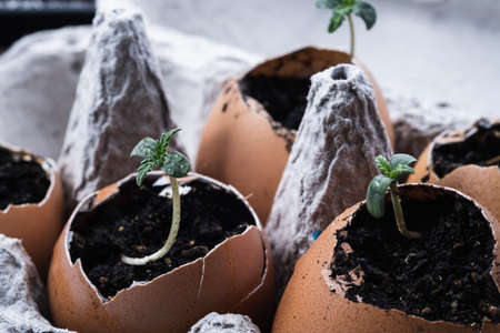 some small shoots of medical cannabis sprout from an egg in a package. horizontal orintation.の写真素材