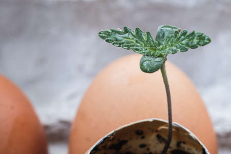 sprout of medical cannabis grows from an egg. against the background of a whole egg. horizontal...