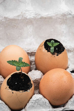 two shoots of medical cannabis grows from an egg shell. against the background of two whole eggs. vertical orientation. copy space.の写真素材
